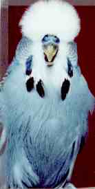 Mannes Skyblue