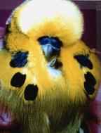 Mannes cock